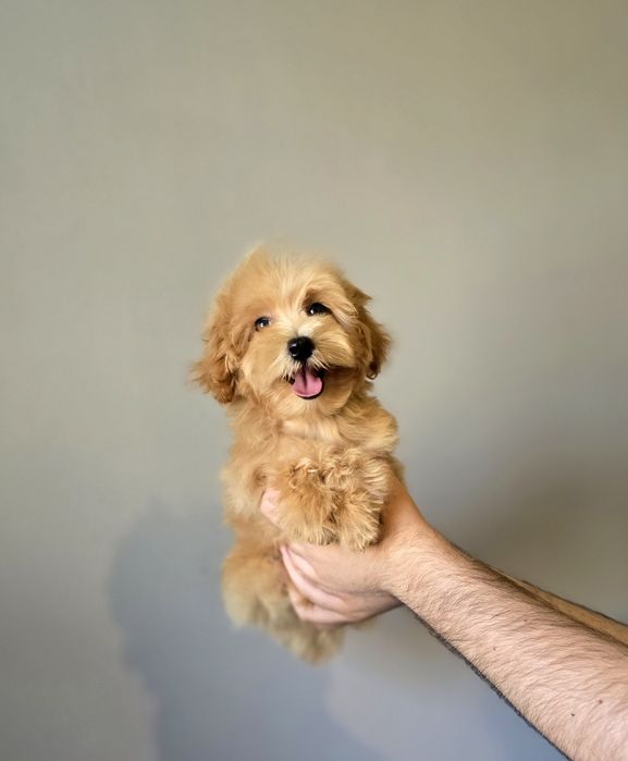 Маленький харизматичний красунчик