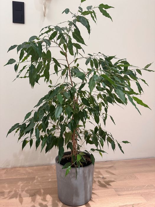 Roślina w doniczce Ficus Benjamina