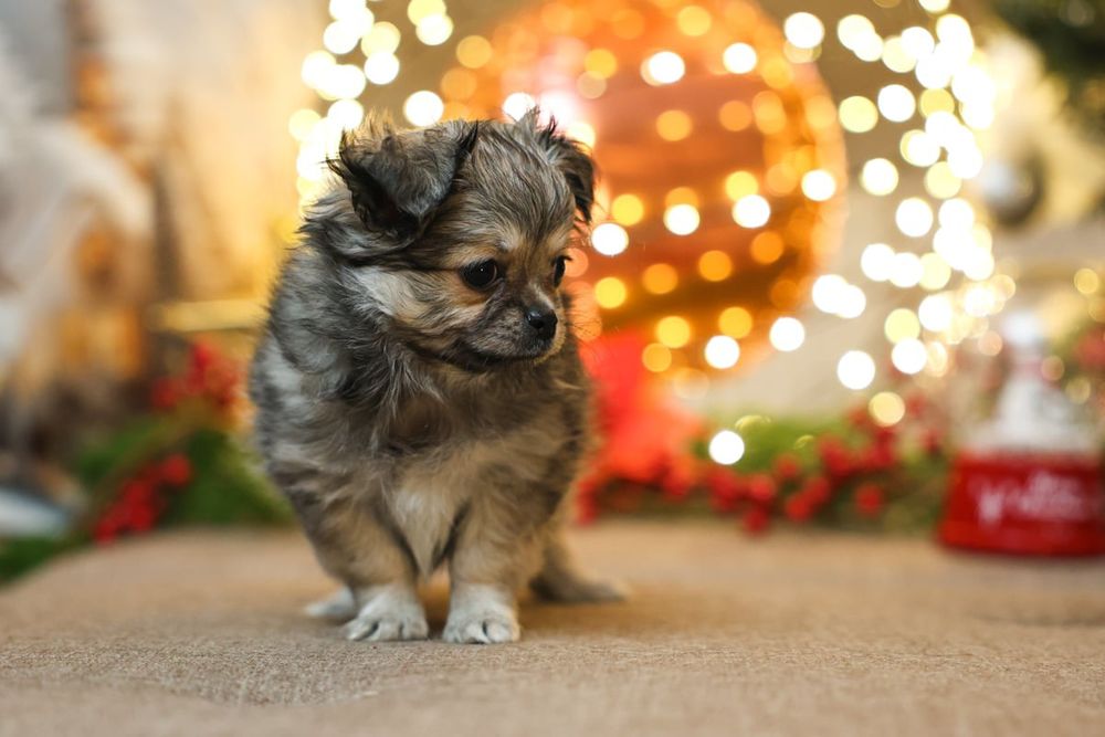 Chihuahua długowłosa suczka