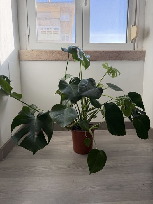 Planta Costela de Adão