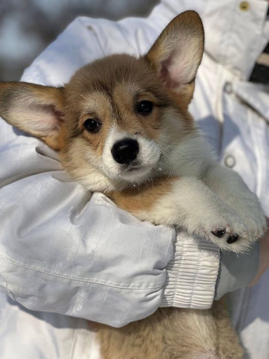 Рудий хлопчик бобтейл