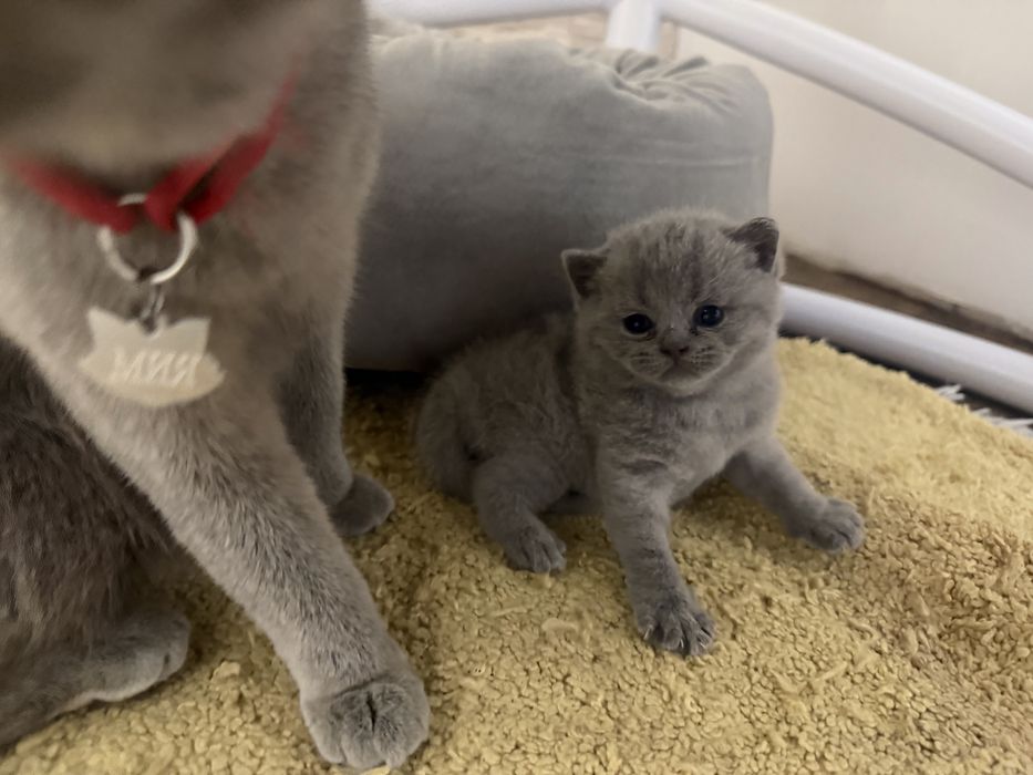 Продам котят британцев