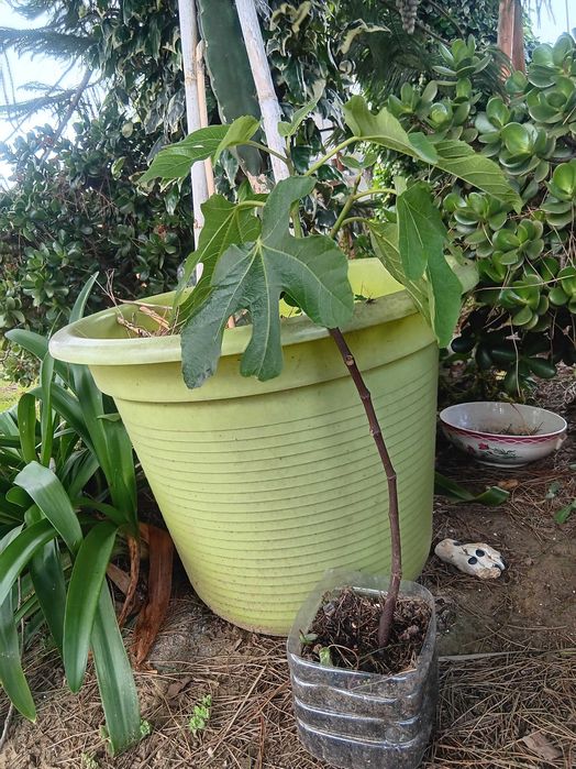 Figueiras Figo Rei enraizadas