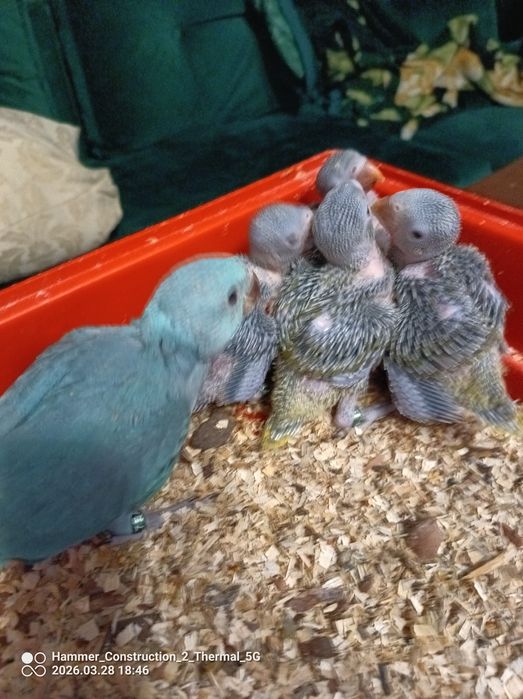 Aleksandrety obrożne