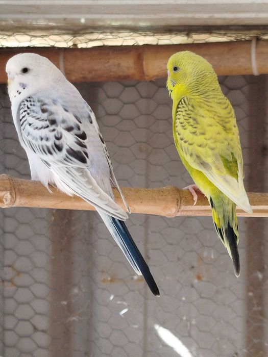 Periquitos várias cores