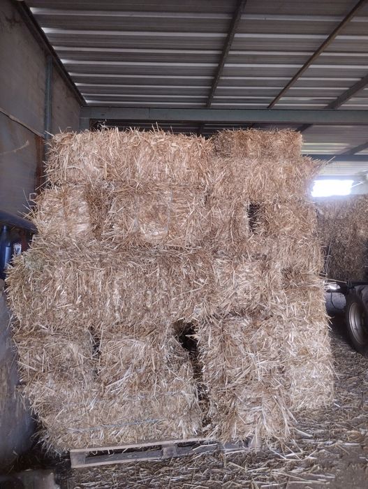 Palha azevem/aveia 2025