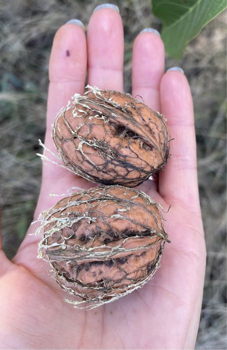 Горіх волоський грецький Велетень Великан насіння семена