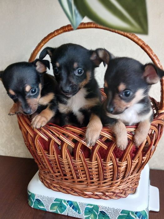 Супер той-тер'єрчики