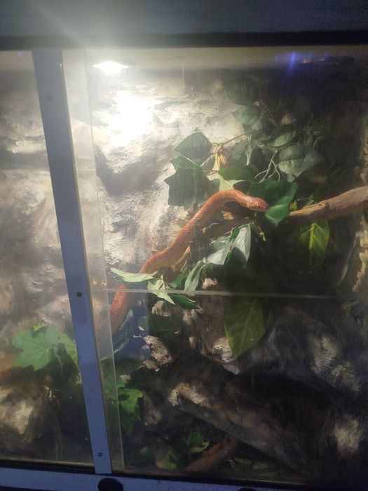 Sprzedam węża zbożowego