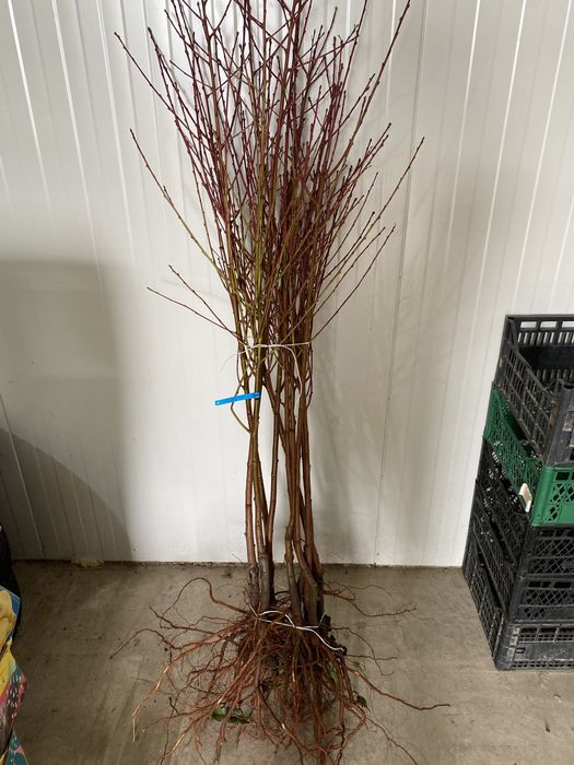 Саженцы плодовых деревьев / Саджанці ОПТ