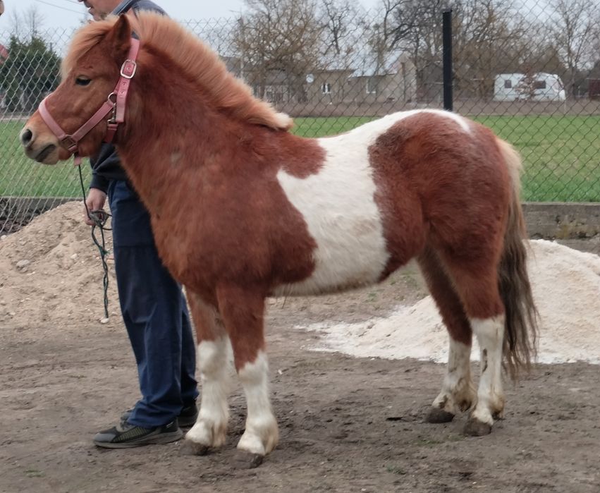 Sprzedam kucyka wałaszka