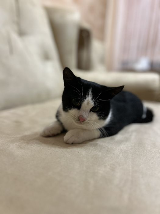 Котик 5 місяців хлопчик.