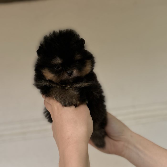 Міні дівчинка тип ведмедика