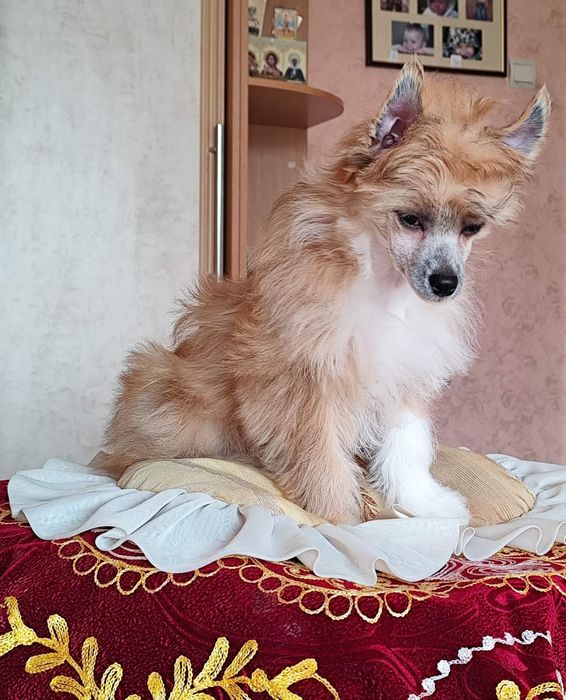 Пухнасте цуценя китайської хохлатої