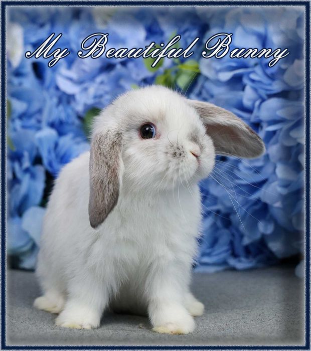 Piękny Królik 100% Mini Lop - Lilac Butterfly