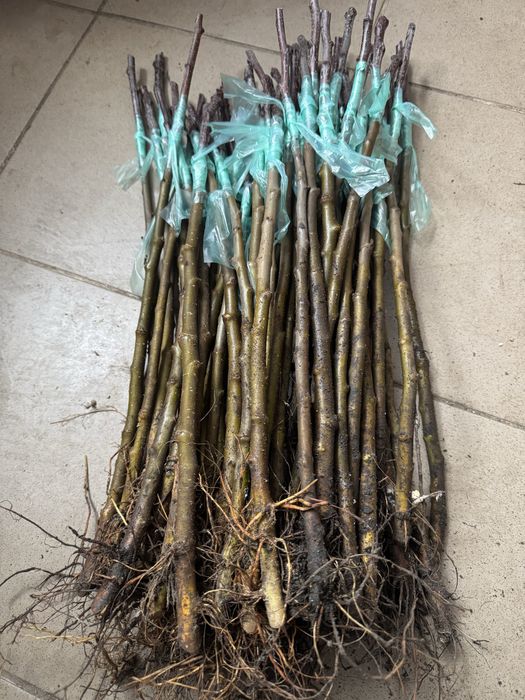 Привита М9 різні сорта