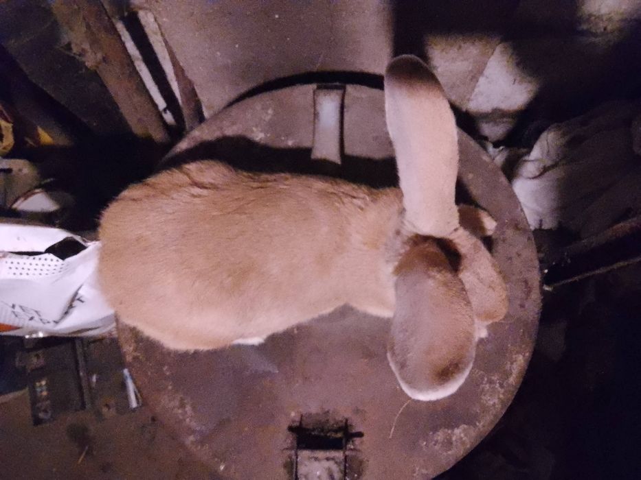 Królik króliki samica 2025r.