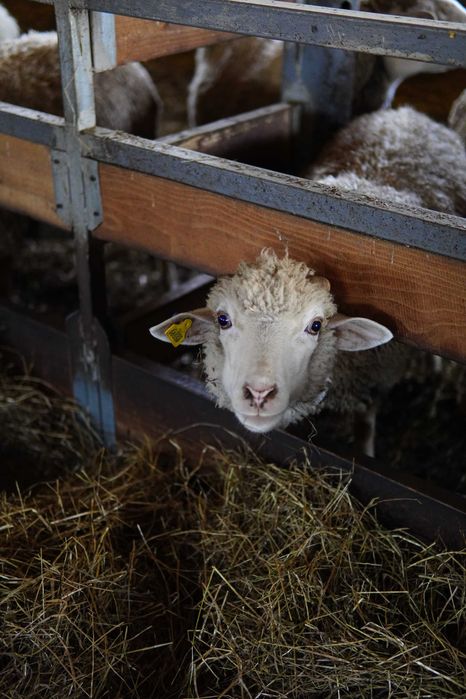 Продаж молодих баранчиків 2025 року