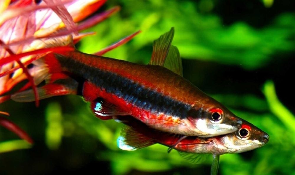 Drobnoustek Beckforda - Nannostomus beckfordi - dowóz, wysyłka