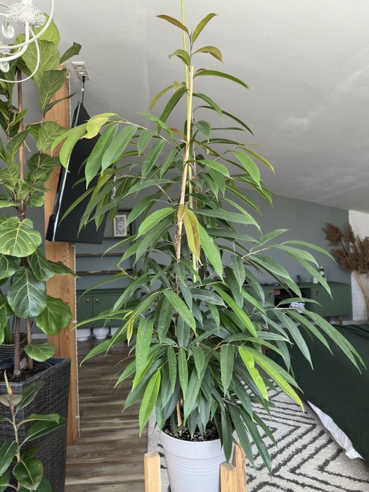 Фікус Алі деревце