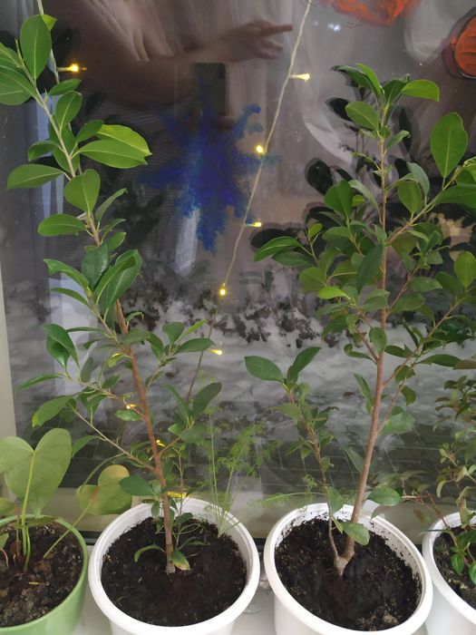 Фикус микрокарпа мокламе