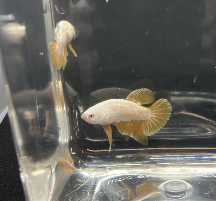 Machos betta splendens