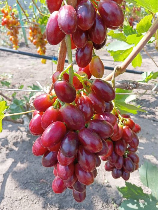 Саженцы винограда аватар. жолтый великан.эльдорадо.алинка.150 сортов.