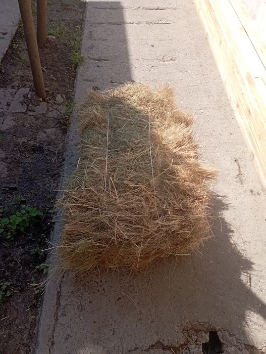 Солома пшеничная, ячневая свежий укос 2025 г