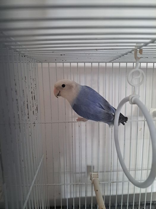 Agarponis roseicollis azul