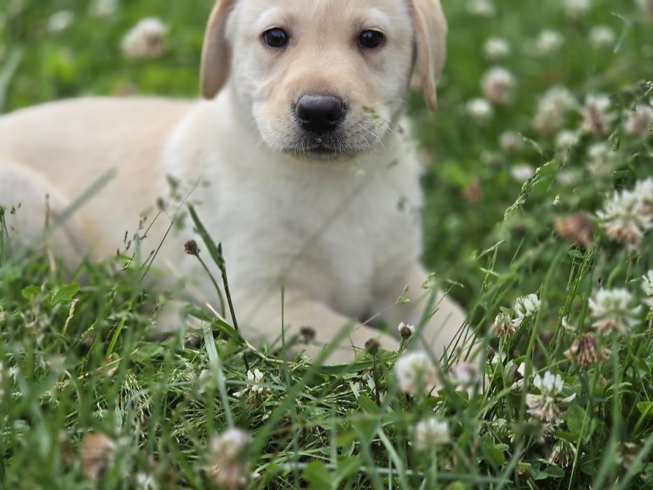 Labrador retriever  szczenię  z metrykę