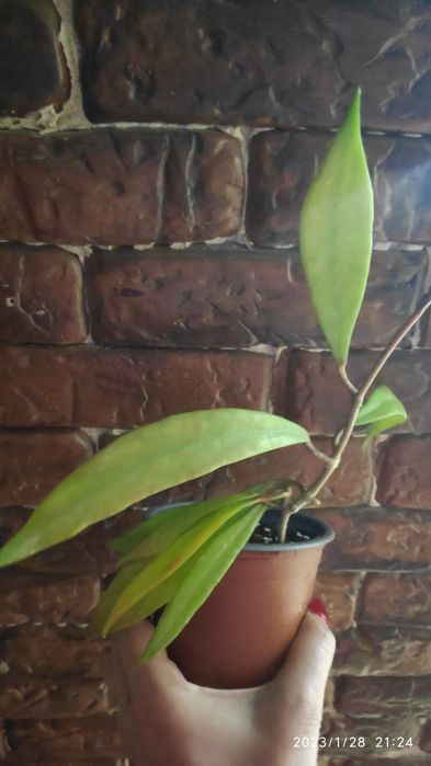 Hoya Pubicalyx Red Button, flor de cera