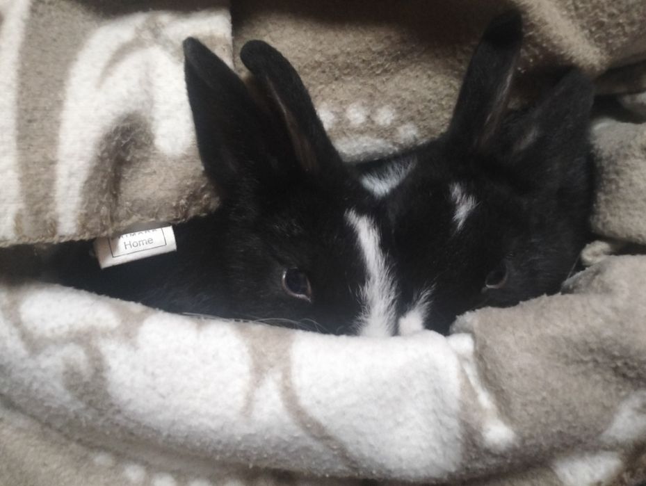 Coelhos anões para venda