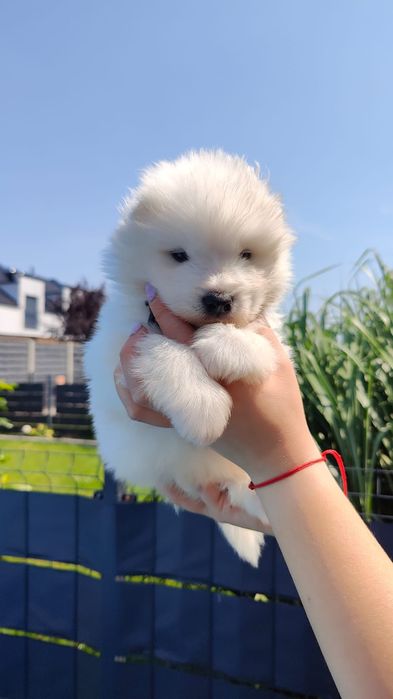Samoyed  zkwp /FCI - Samiec