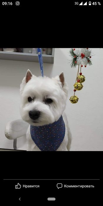 Курсы по стрижке собак и кошек в Харькове