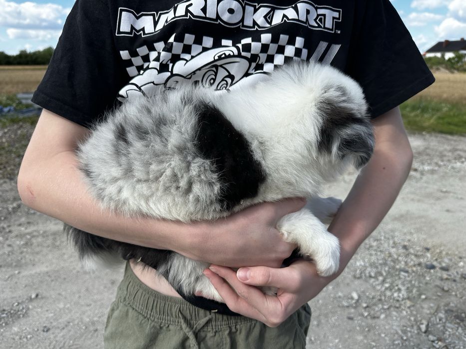 Pies Border collie Blue merle z rodowodem