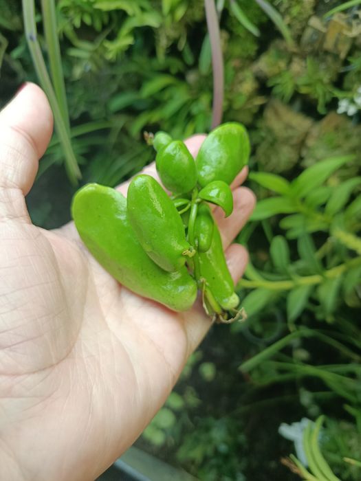 Дисхідія Dischidia major