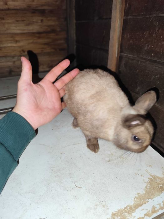 Coelho anão macho pequenino!