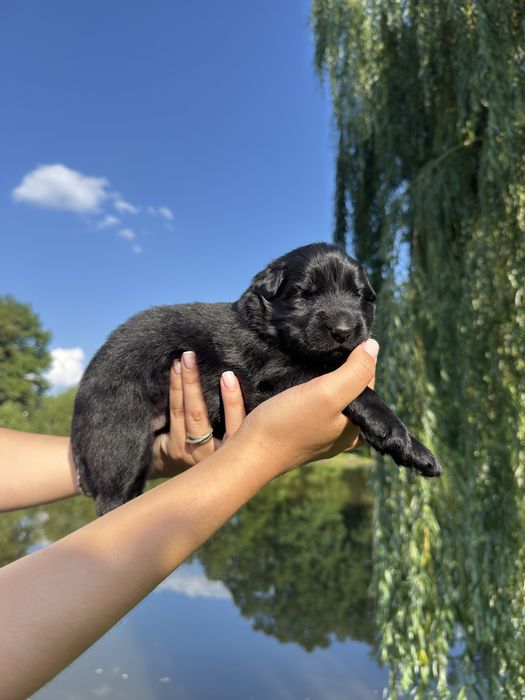цуценята німецької вівчарки