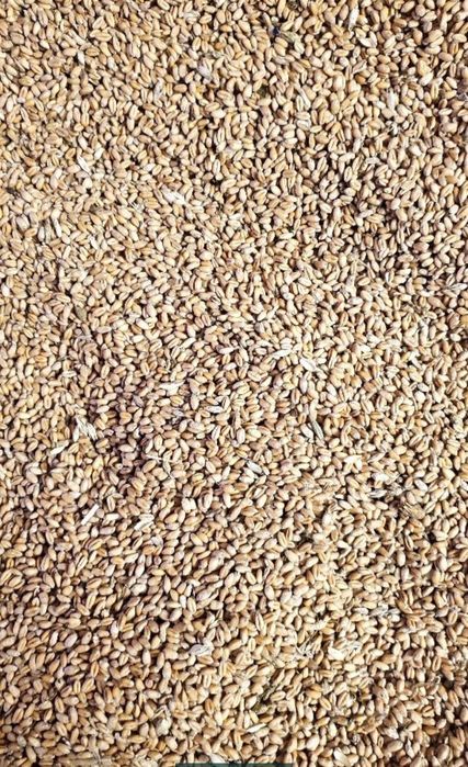 Продам пшеницю 2025 року