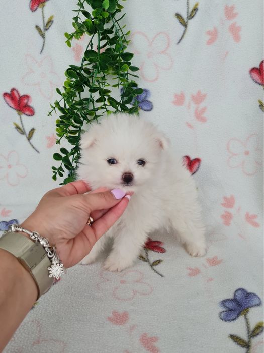 Estupendo mini mini 600g Lulu da Pomerânia / Spitz Alemão Anão de Qualidade