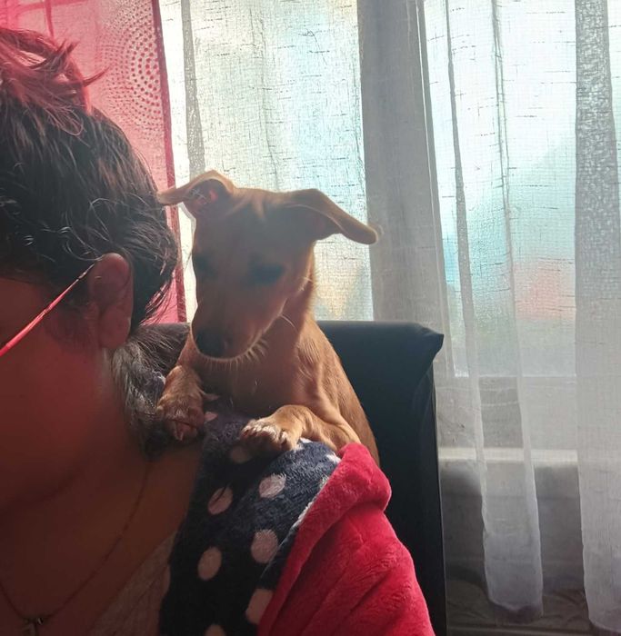 pinscher fêmea 9 meses