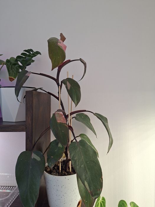 Philodendron- Pink Princess -