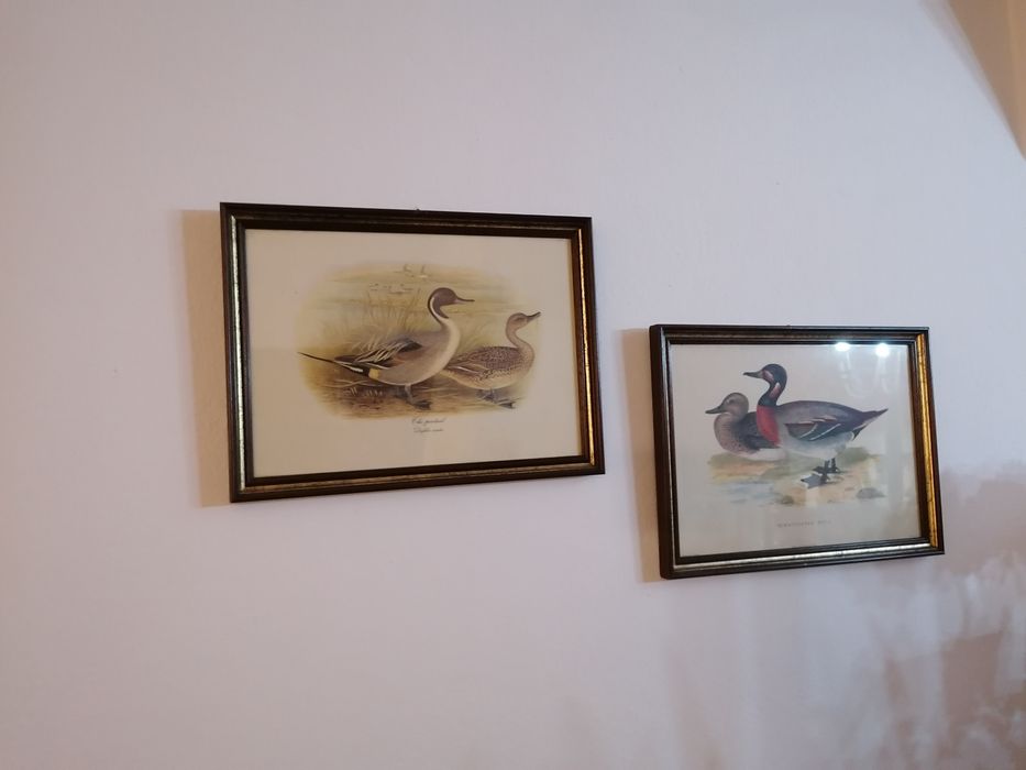 Framed Pictures64551611122691122
