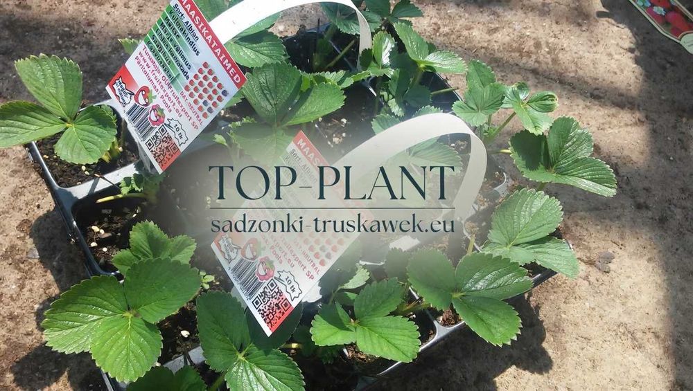 Sadzonki Truskawek MIEZE SCHINDLER i inne od PRODUCENTA!