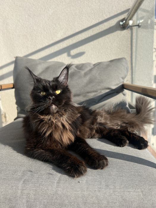 Девочка Мэйн-кун