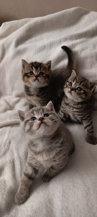 Шотландські кошенята