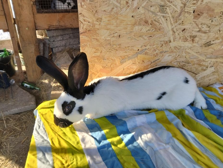 Sprzedam króliki samce i samice