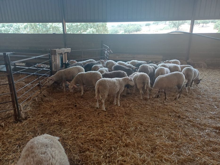 Borregas INRA401