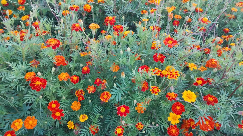 Kwiatki aksamitka nasiona 200g