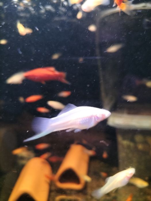 Mieczyk albino  standard
